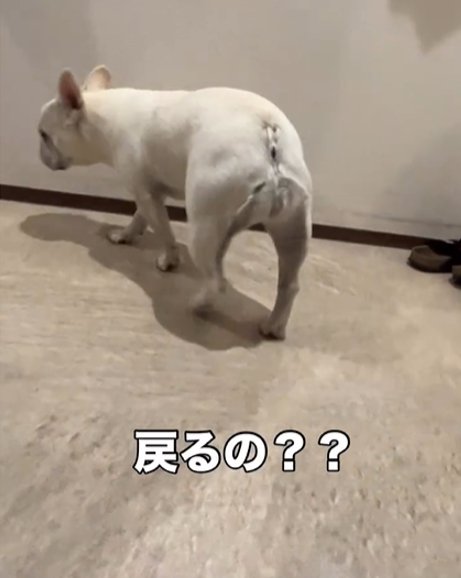 引き返す犬2