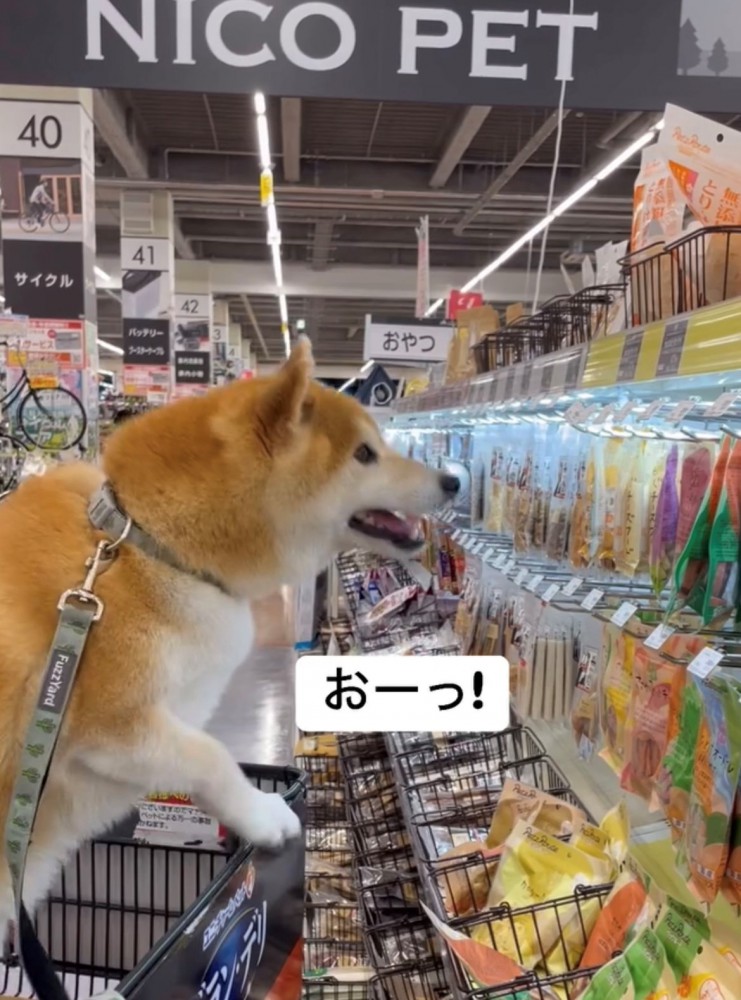 おやつ棚を見て驚いたような顔の犬