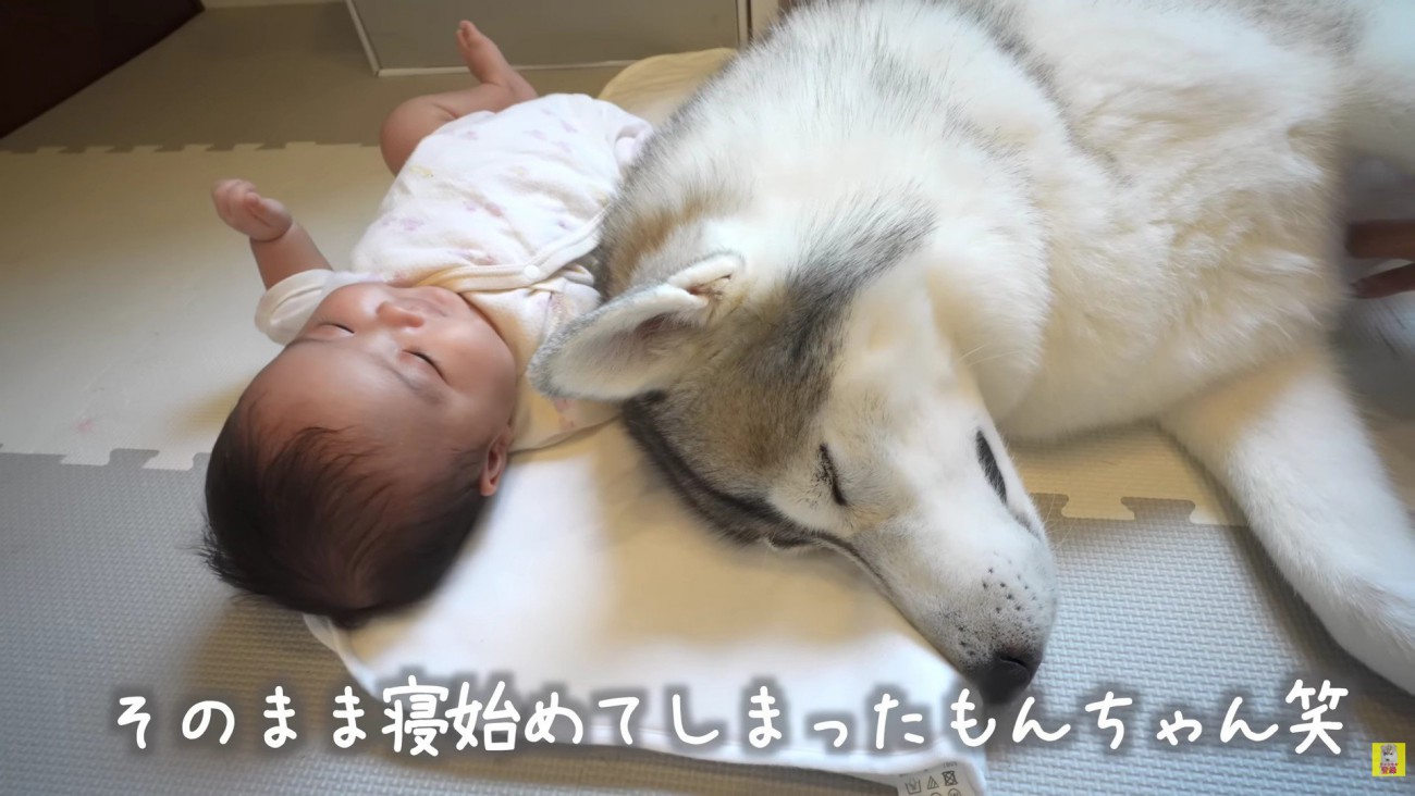 癒されすぎてお昼寝