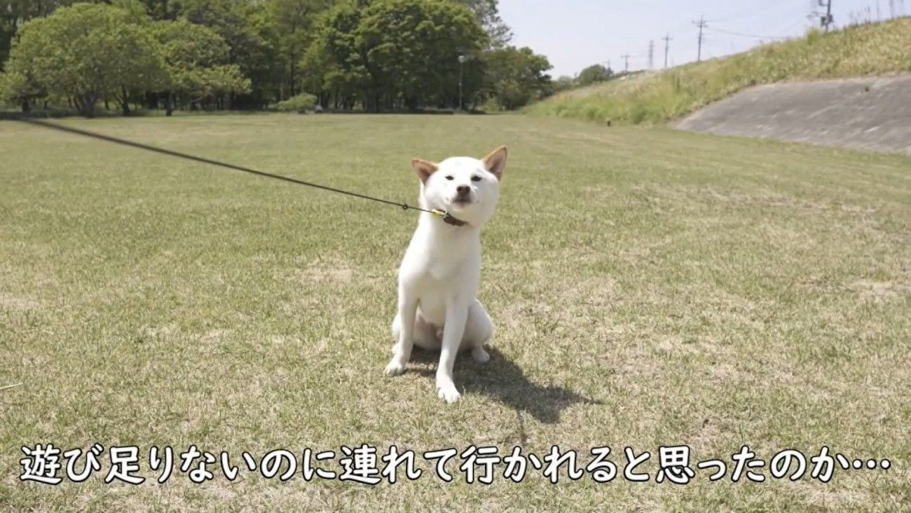 お散歩しようとしたら座り込んで拒否