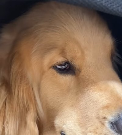 悪い目つきの大型犬