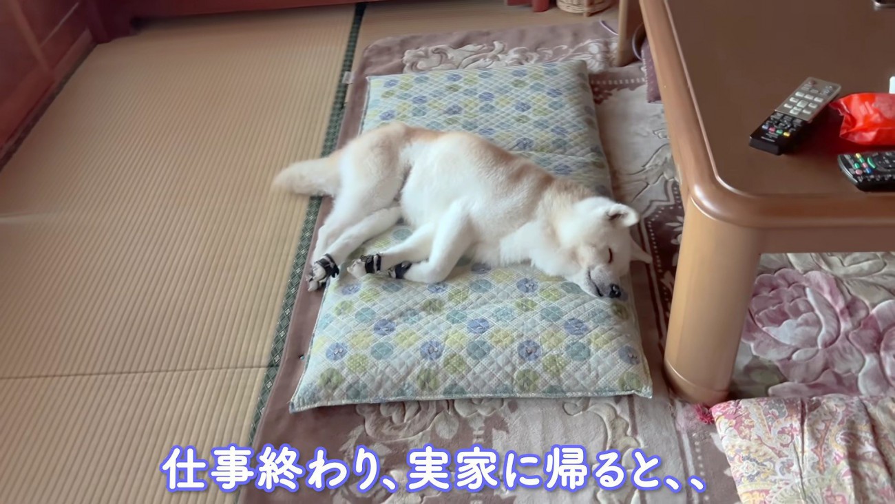 柴犬のあいちゃん