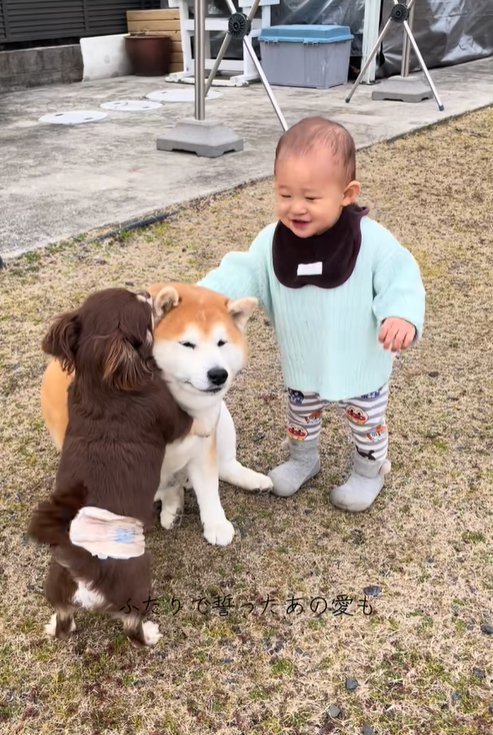 2匹の犬と赤ちゃん