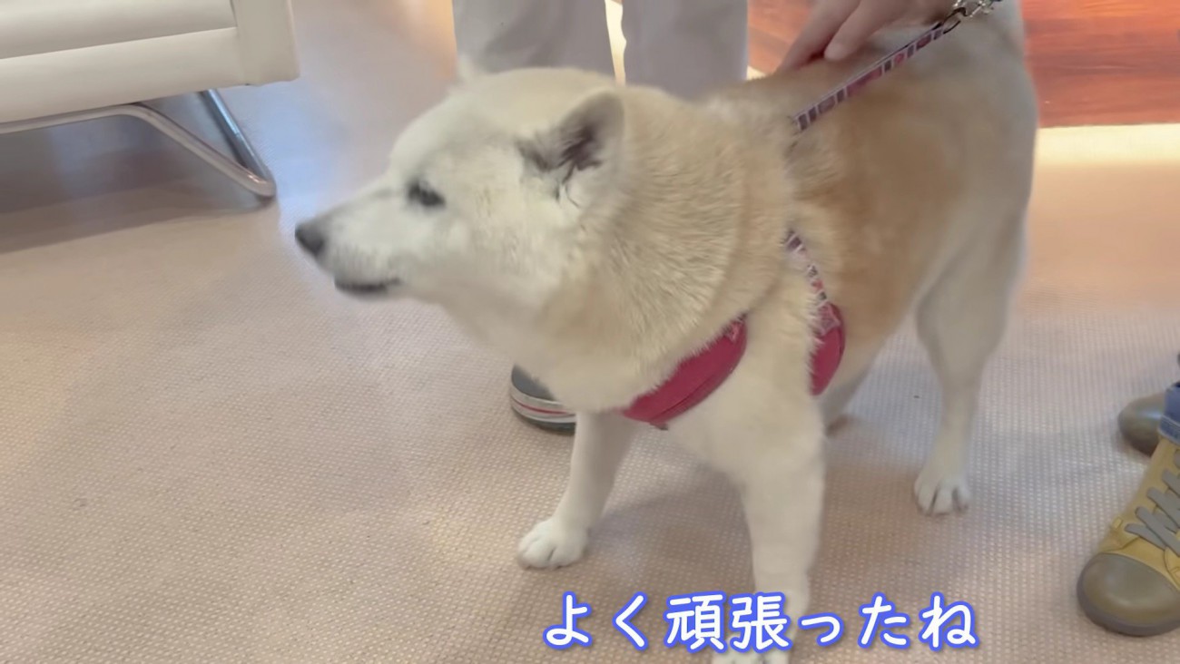 「よく頑張ったね」