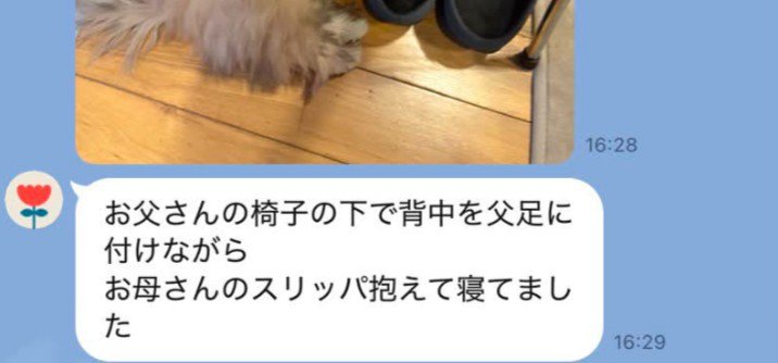 愛犬の写真が送られてきた