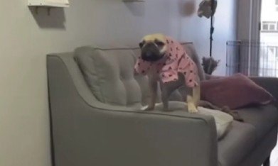 おでんちゃんがブチギレ！！
