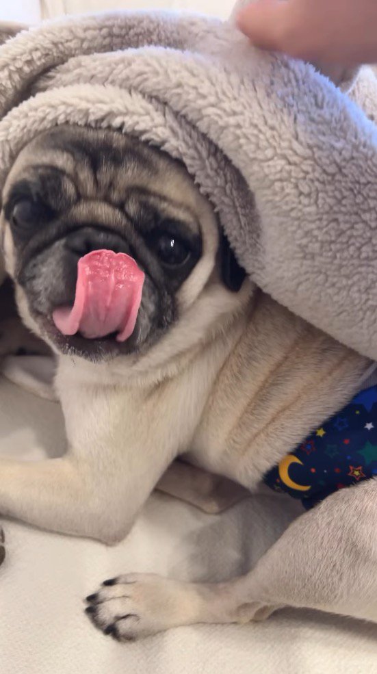 飼い主を見て自分の口元を舐める犬