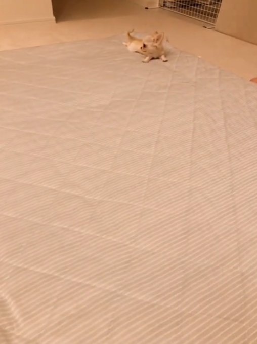 横を向く犬