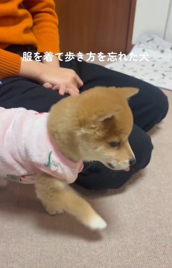 前足を出す小雪ちゃん