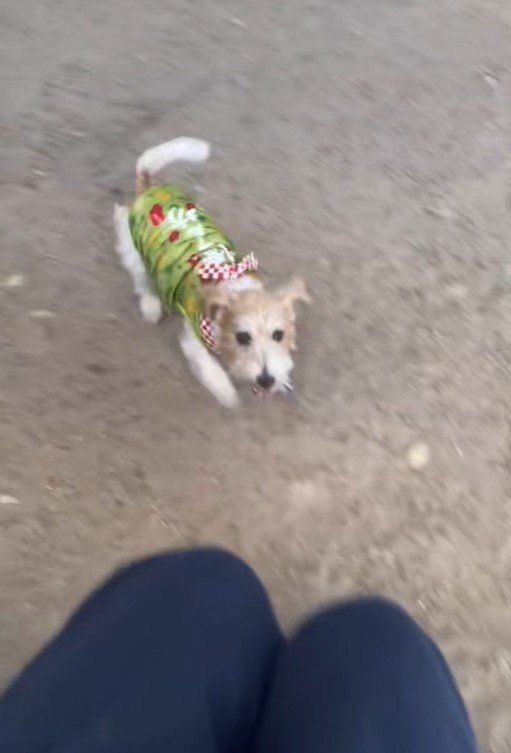 サフランちゃんの予想外の行動9