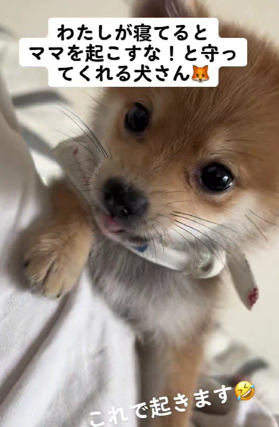 「ママは寝てるんだから、起こしちゃダメ！」