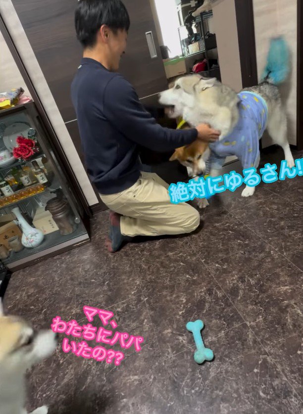 パパさん帰宅時のワンコたち7