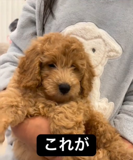 眠る犬1