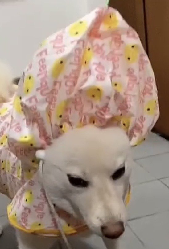 頭の部分が盛り上がった犬