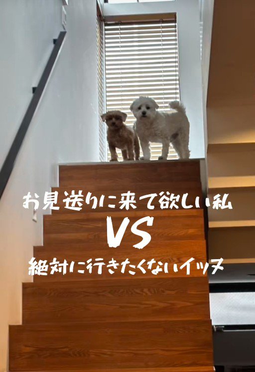 お見送りしないチャチャちゃんたち