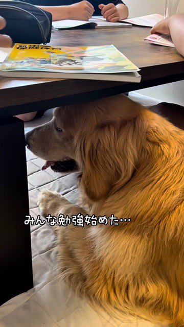 子供達が勉強する机の下で暇そうにしているゴールデン