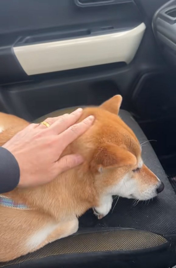 撫でられるなっとうちゃん