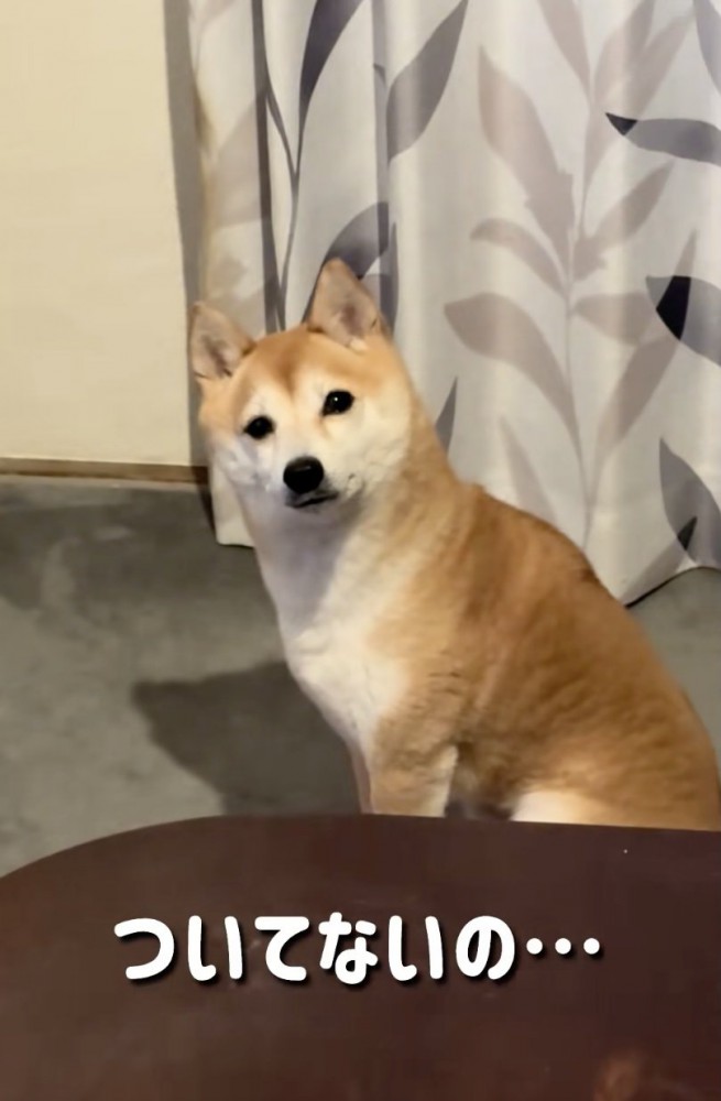 キラキラおめめは得意技