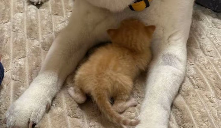 猫の後ろ姿