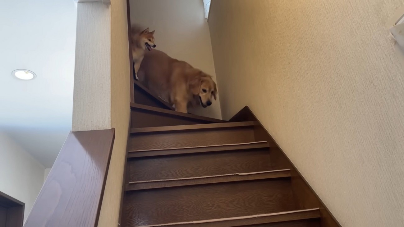 「お散歩じゃないんだって！」