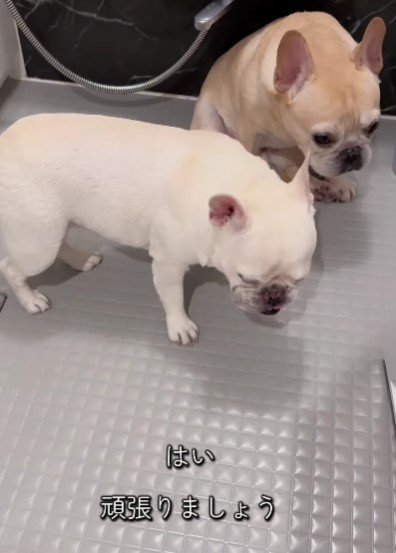 もち子ちゃんも続きます♪