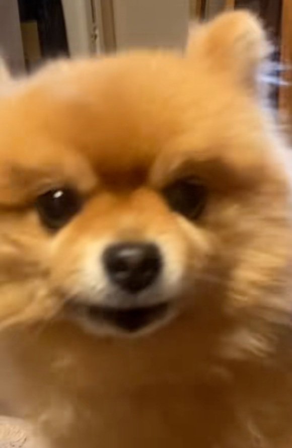 投稿者さんに訴えるわんこ