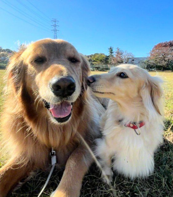 こむぎちゃんがそばに…