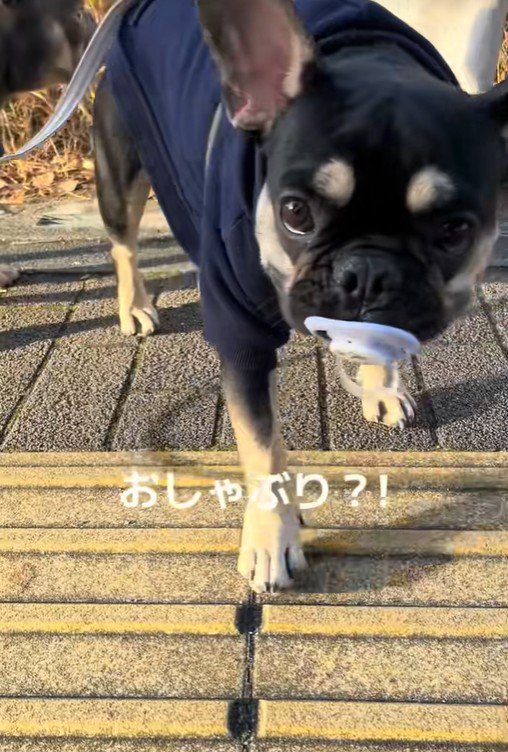 おしゃぶりを拾ったととまる君4