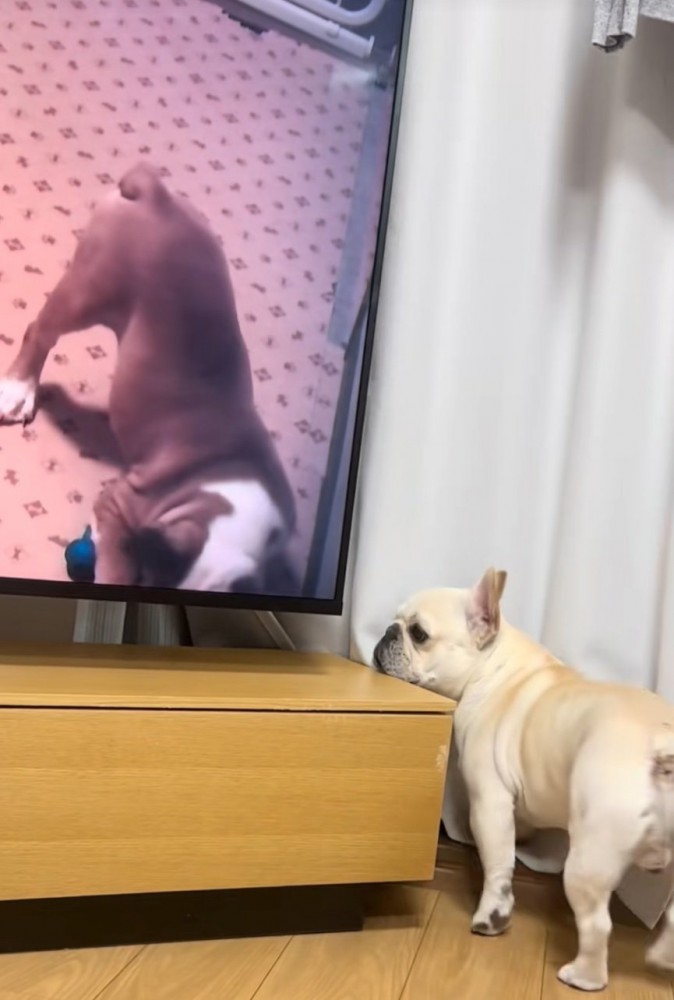 テレビの裏側を覗く犬