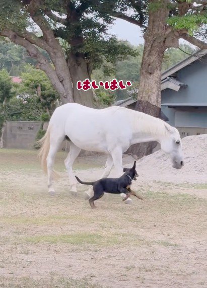 「一緒に遊ぼう！」