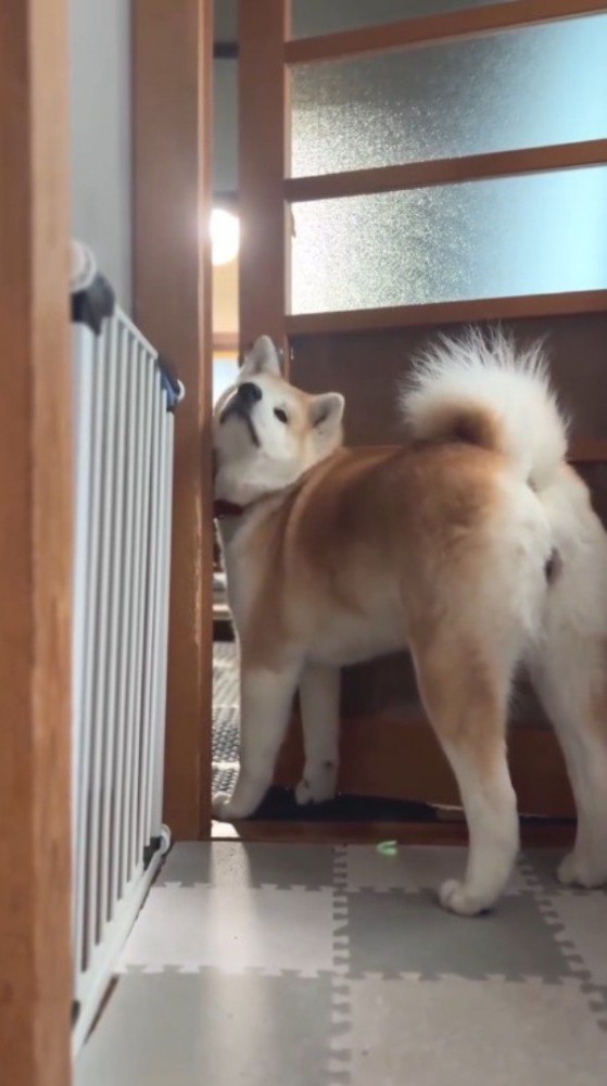 ドアの隙間に入りながら上を向く犬