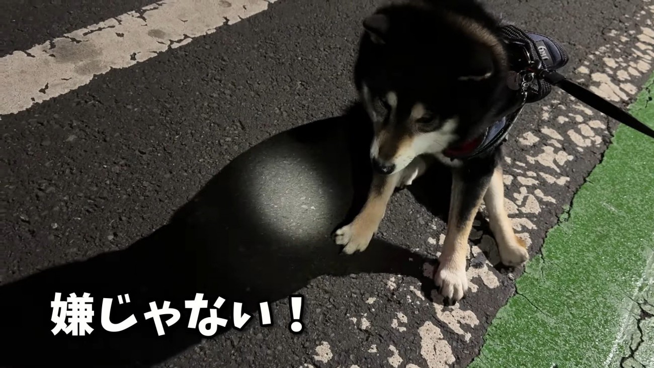 「もっとお散歩したい！」と拒否