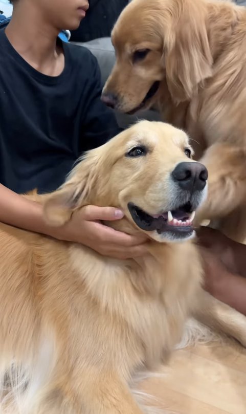 撫でてもらう大型犬