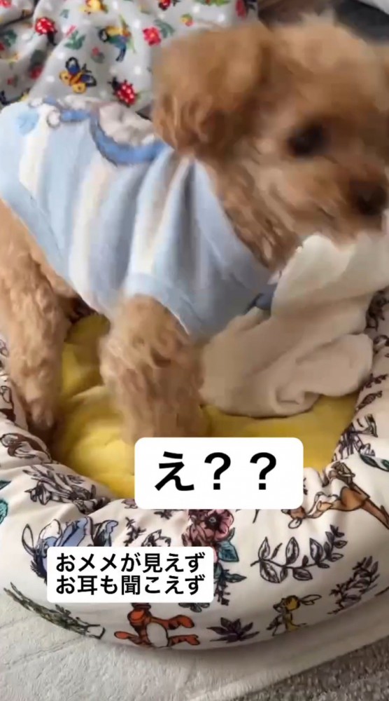 犬の名前を呼ぶ女性