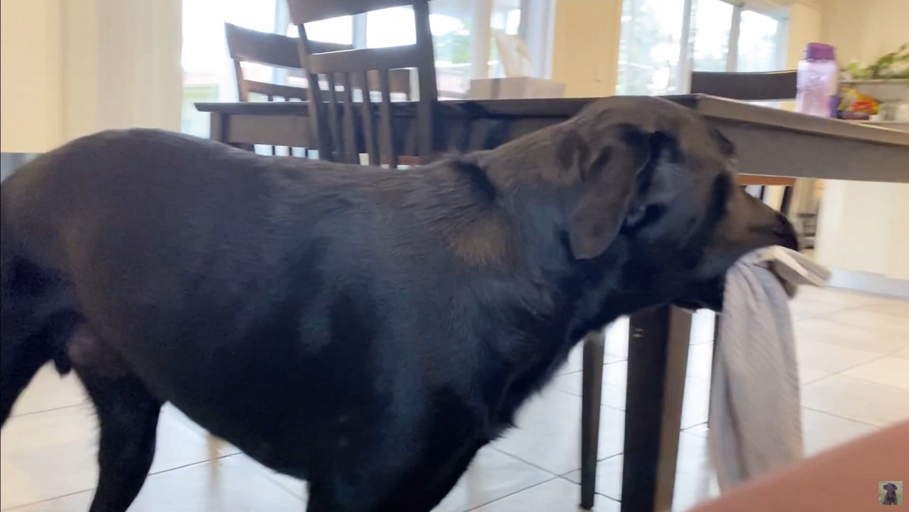 怒られる人形を見たえんぞう君の反応9