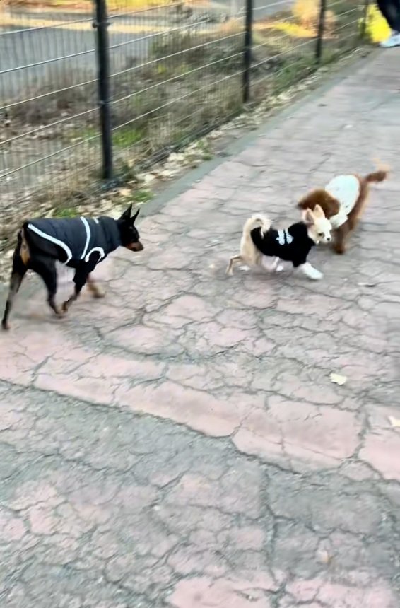 逃げるこはくくん