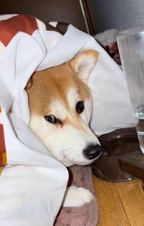 飼い主さんを見るまめ太くん