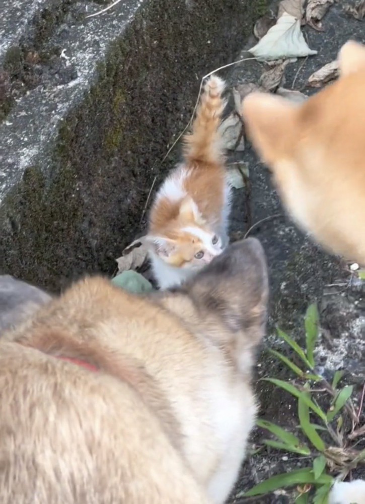 子猫を見つめる2匹の犬