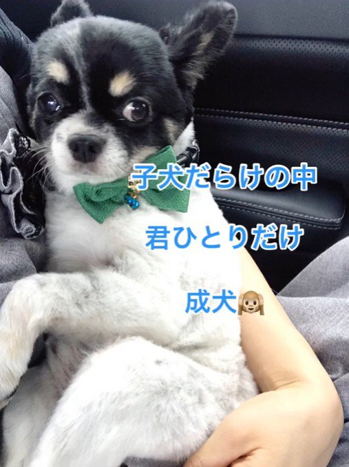 ちーちゃんとの出会い3