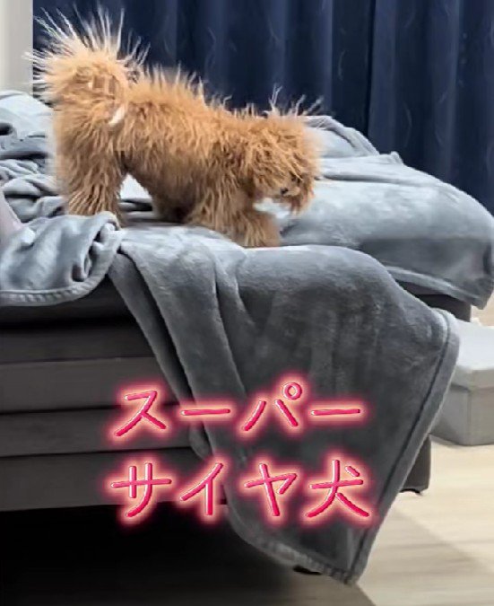 ソファの上にいる犬たちが…