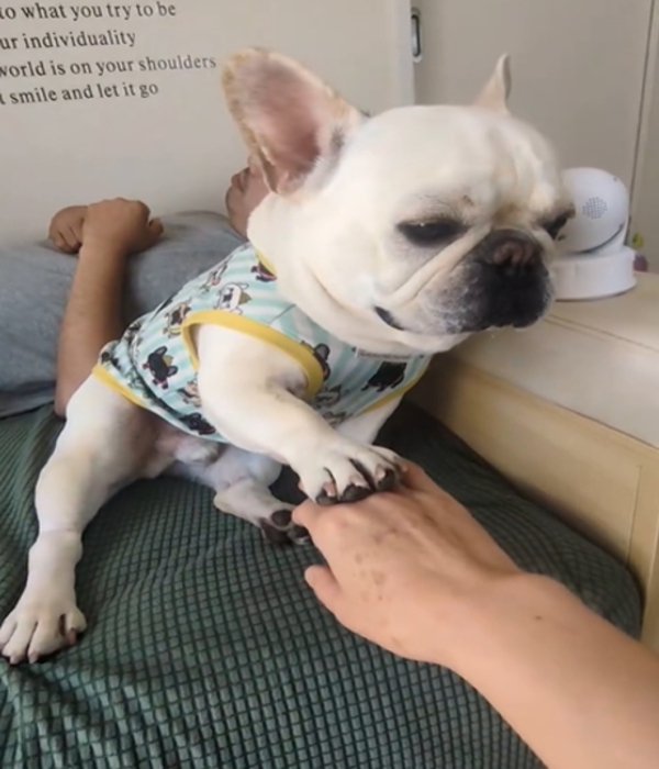 前足を重ねる犬2