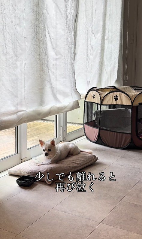 こはく君とここまるちゃんの家族愛4