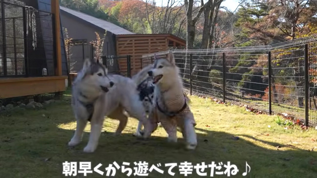 とっても仲良しな3頭♡