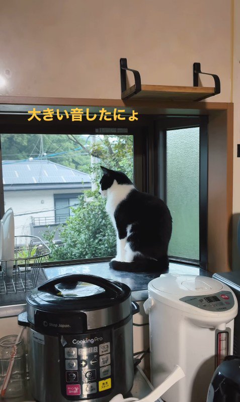 雷が鳴った時のリリーちゃん＆タンタンちゃん2