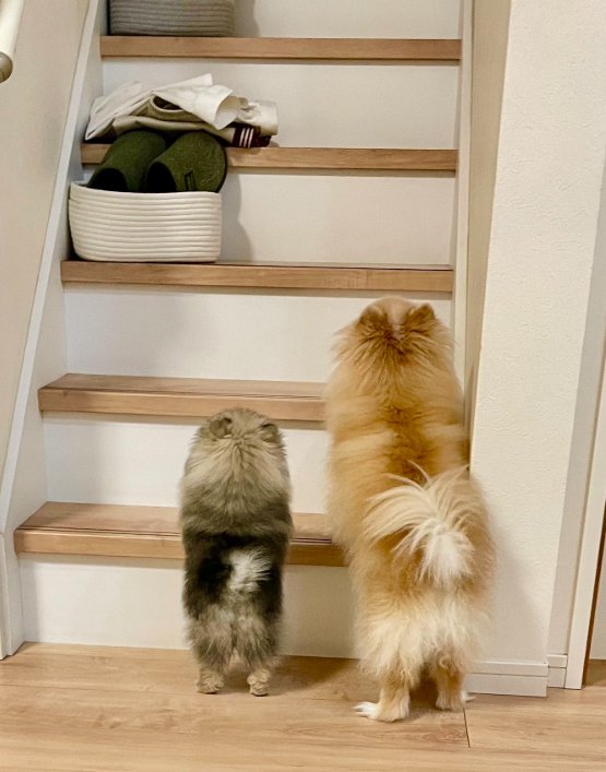 小型犬の子犬と成犬