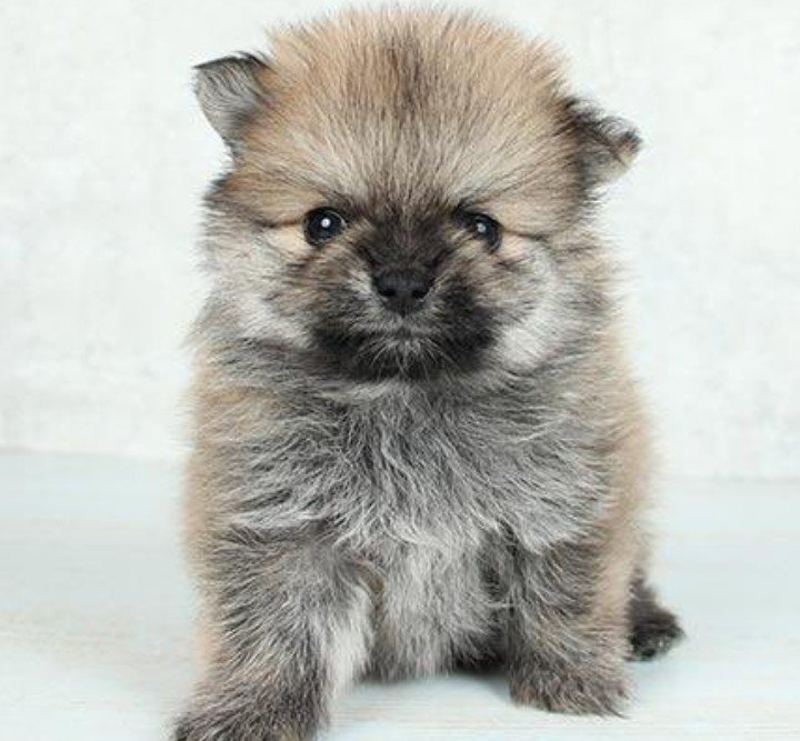 パピーならではの可愛さ♡