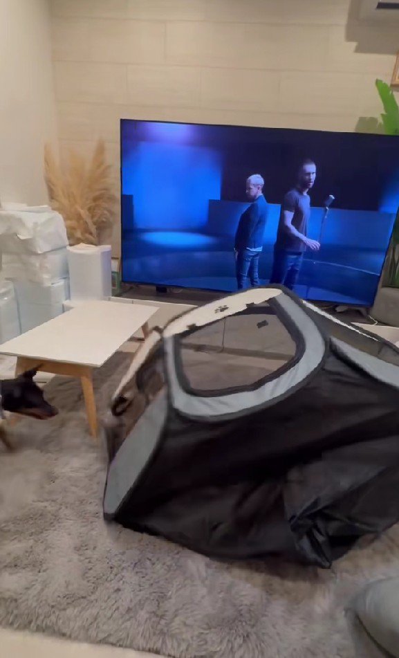 愛犬が迷惑かけてる…？