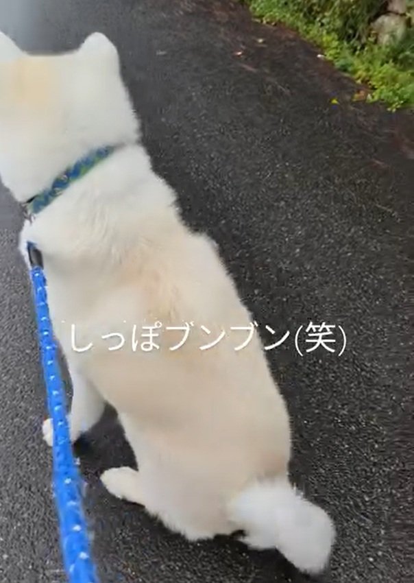 尻尾を振るこうたろう君