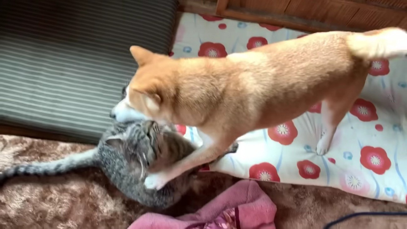 ワンプロが大好きな2匹