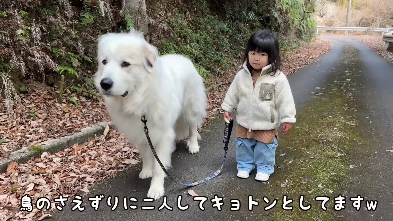 グレート・ピレニーズのシュシュちゃん
